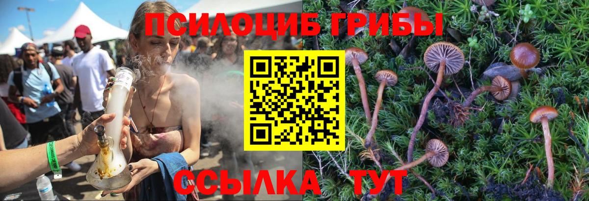 Галлюциногенные грибы Psilocybine cubensis Сосновоборск